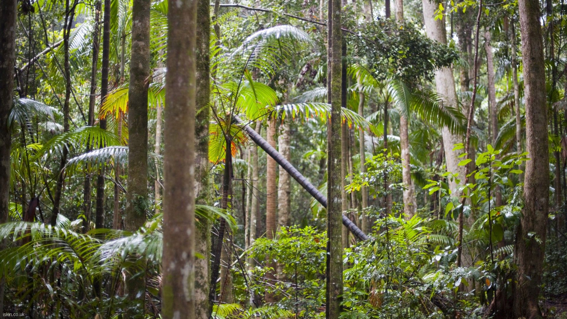 Jungle Plants Rainforest Nature Background Lscape Desktop Wallpaper