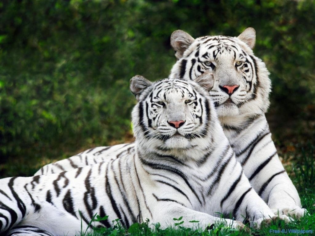 Download Free Wallpapers Wild Animals Wallpapers