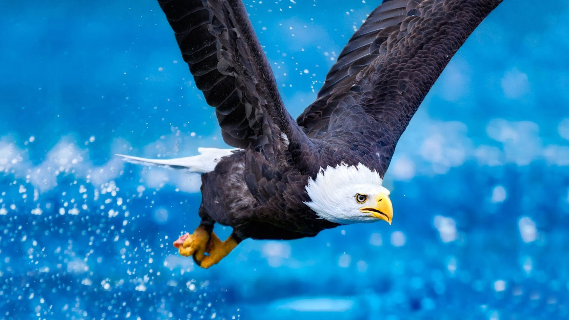 Flying Eagle HD Wallpapers HD Wallpapers