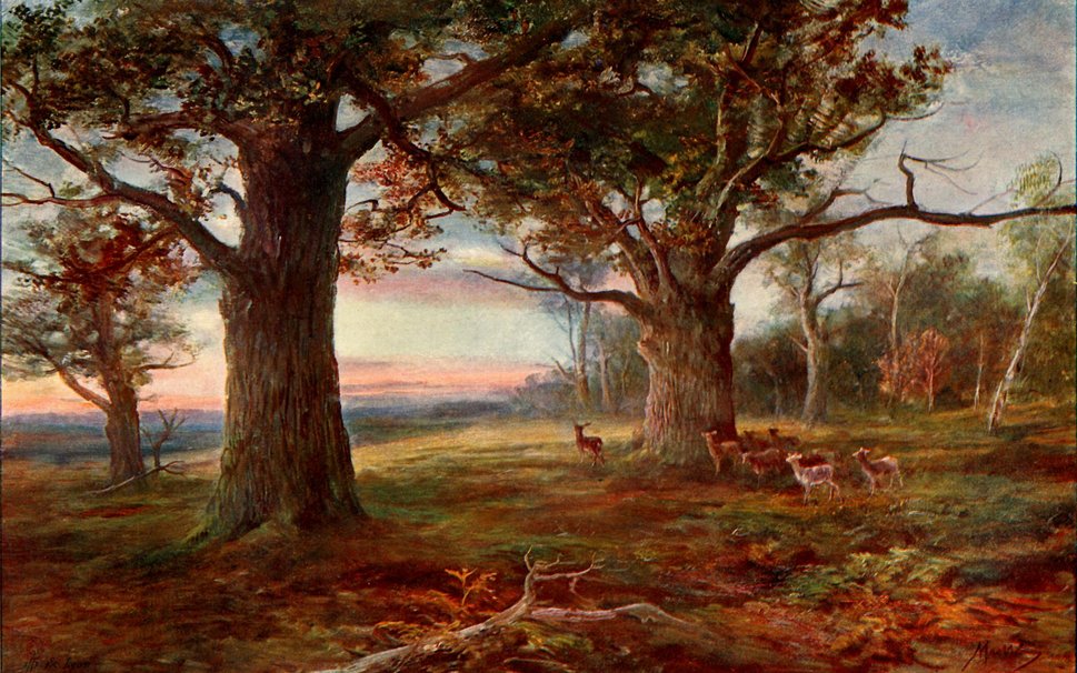 Fondo Paisaje Cassell Thebritishisles Bosque De Sherwood Wallpaper