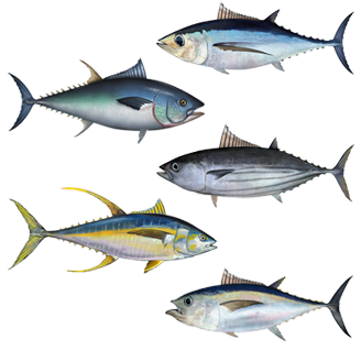 Tuna Photos And Wallpaper Nice Pictures