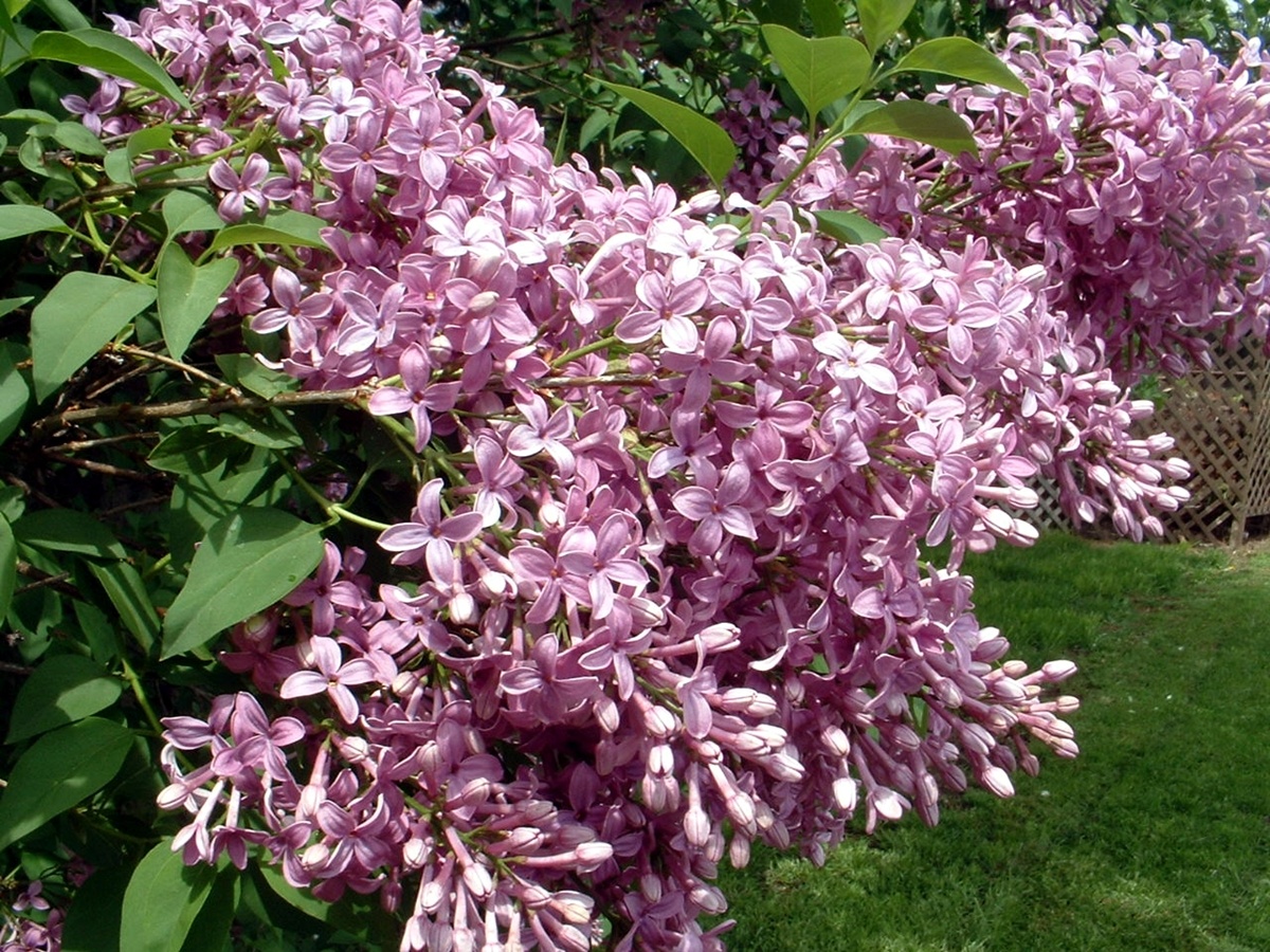 Lilac Tree Flowers Wallpaper