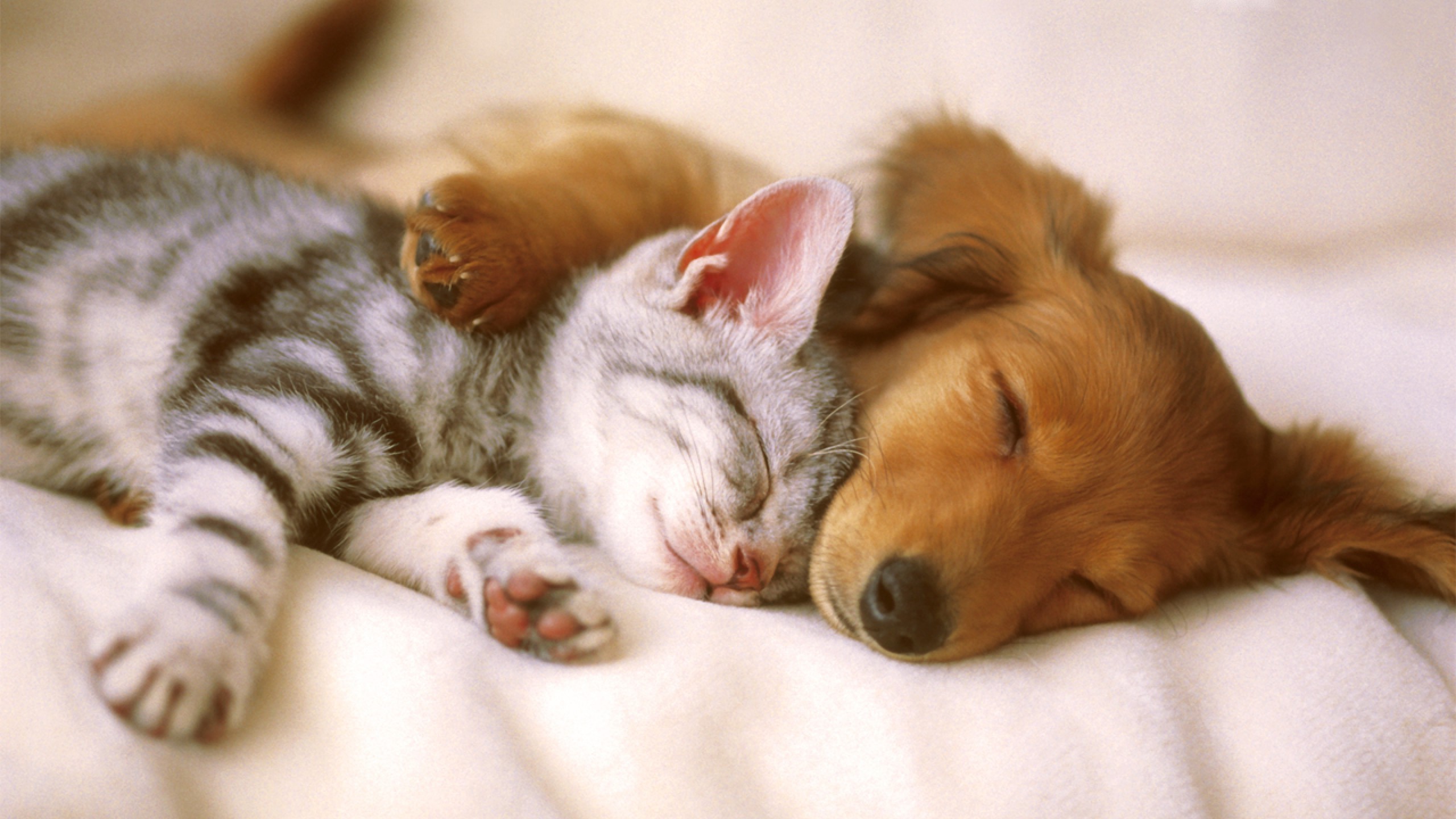 A cute kitten and puppy cuddle together for a nap, showcasing the adorable bond between different species