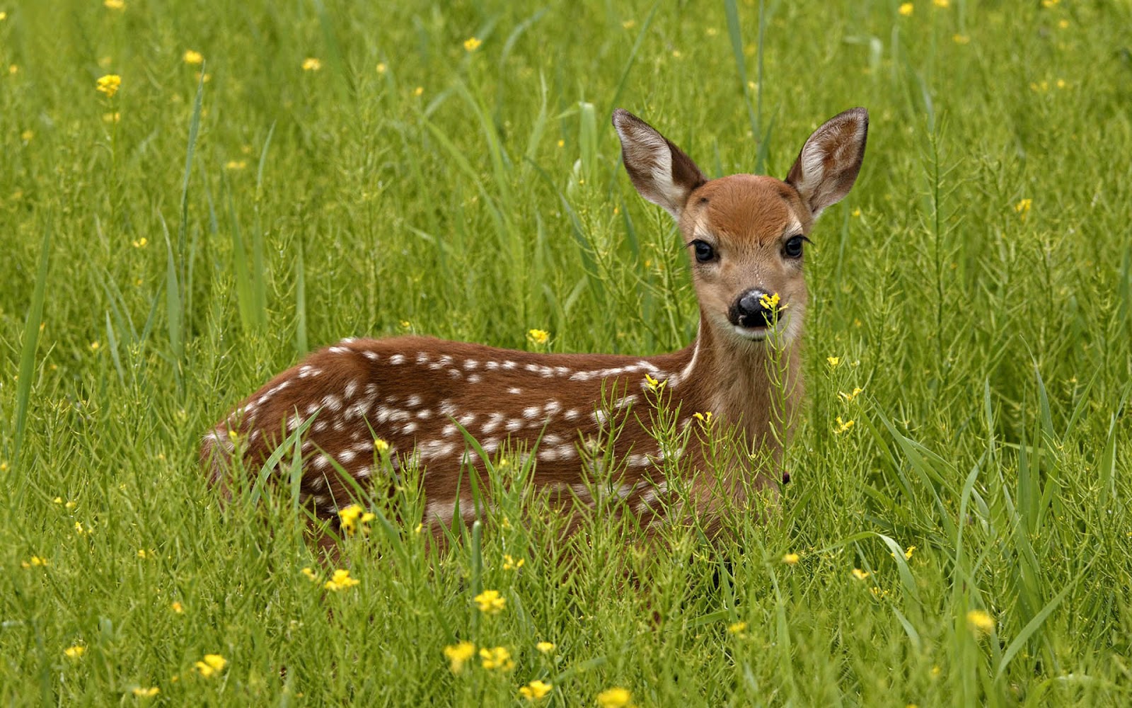 Deer Wallpaper HD Photos
