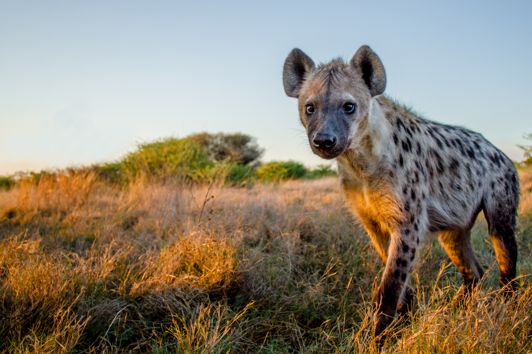 Denver Zoo S World First Coronavirus Cases In Hyenas