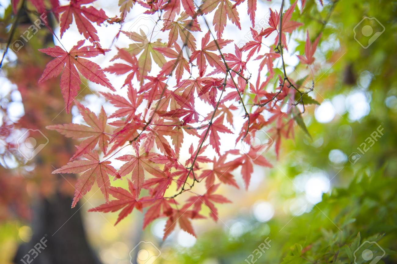 Autumn Leaves Of Japanese Maple Momiji Background Stock Photo