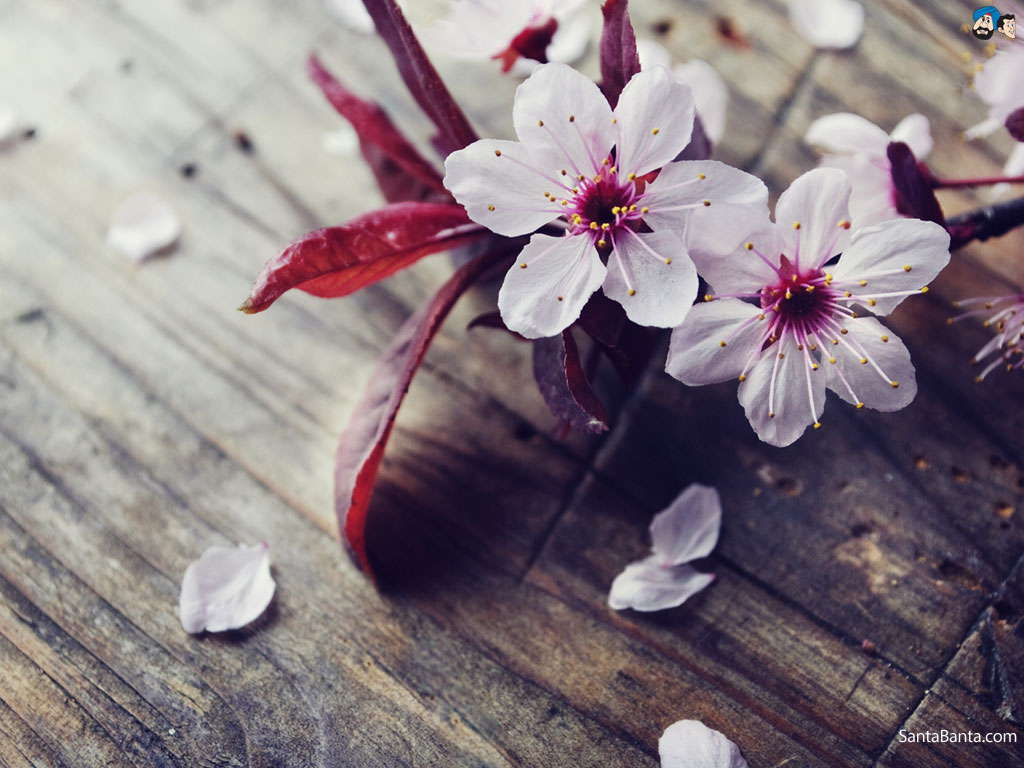Free download Cherry blossom flower wallpaper [1024x768] for your