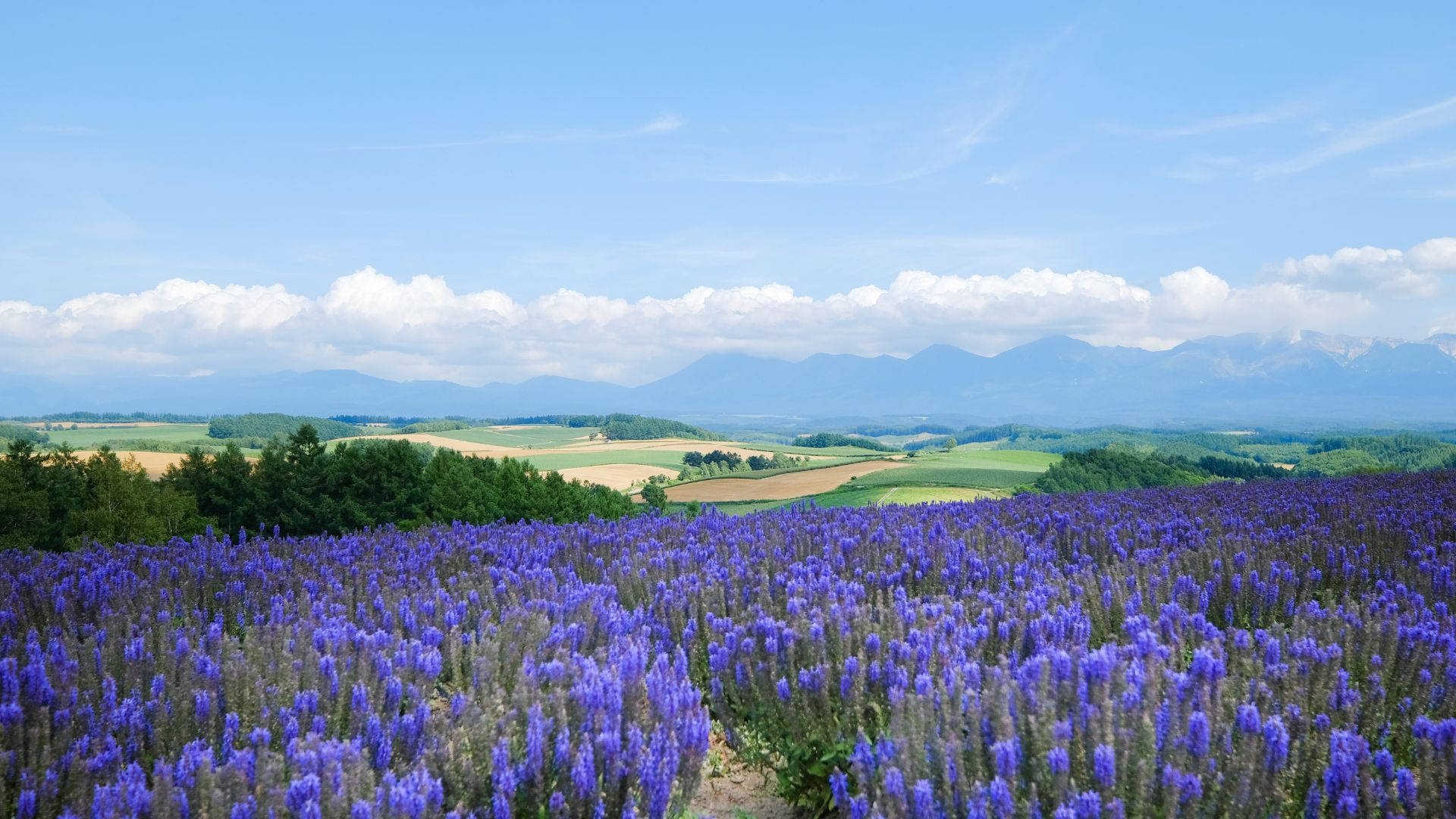 Lavender Desktop Wallpaper