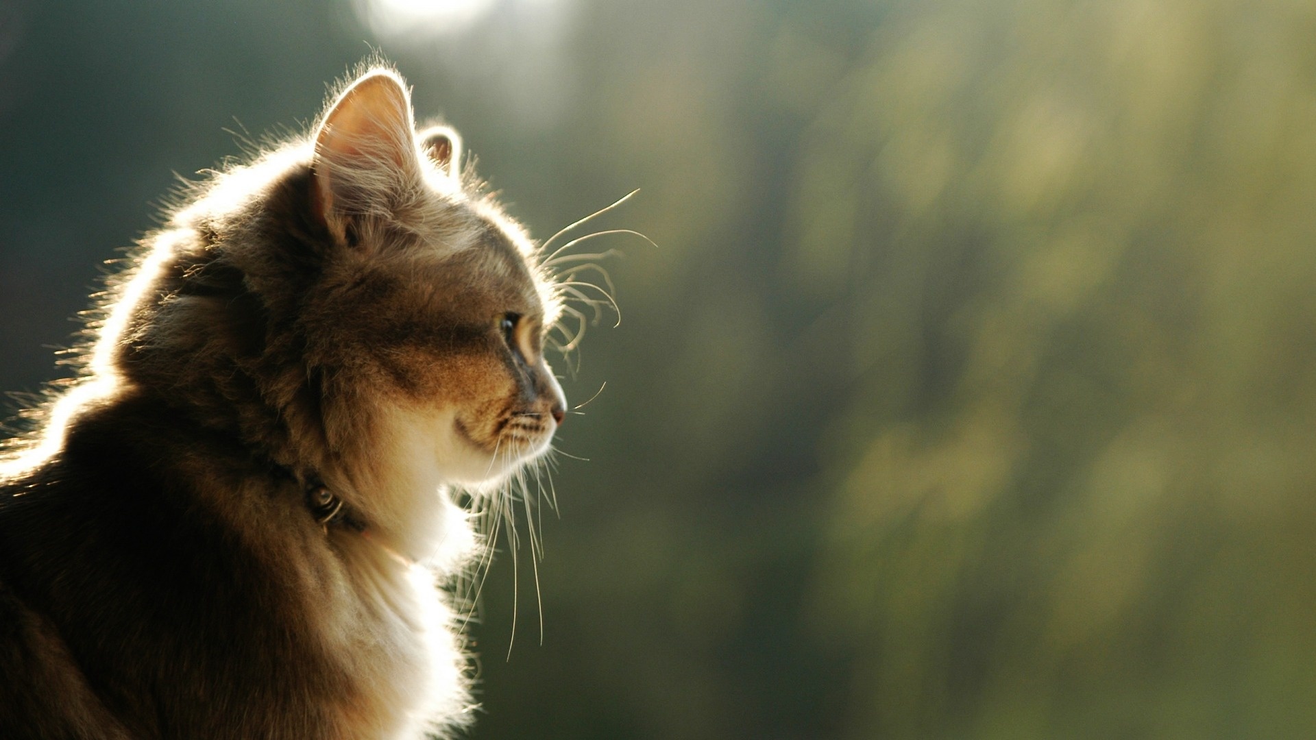 Cat Background Observing Beautiful Animals Desktop Wallpaper HD