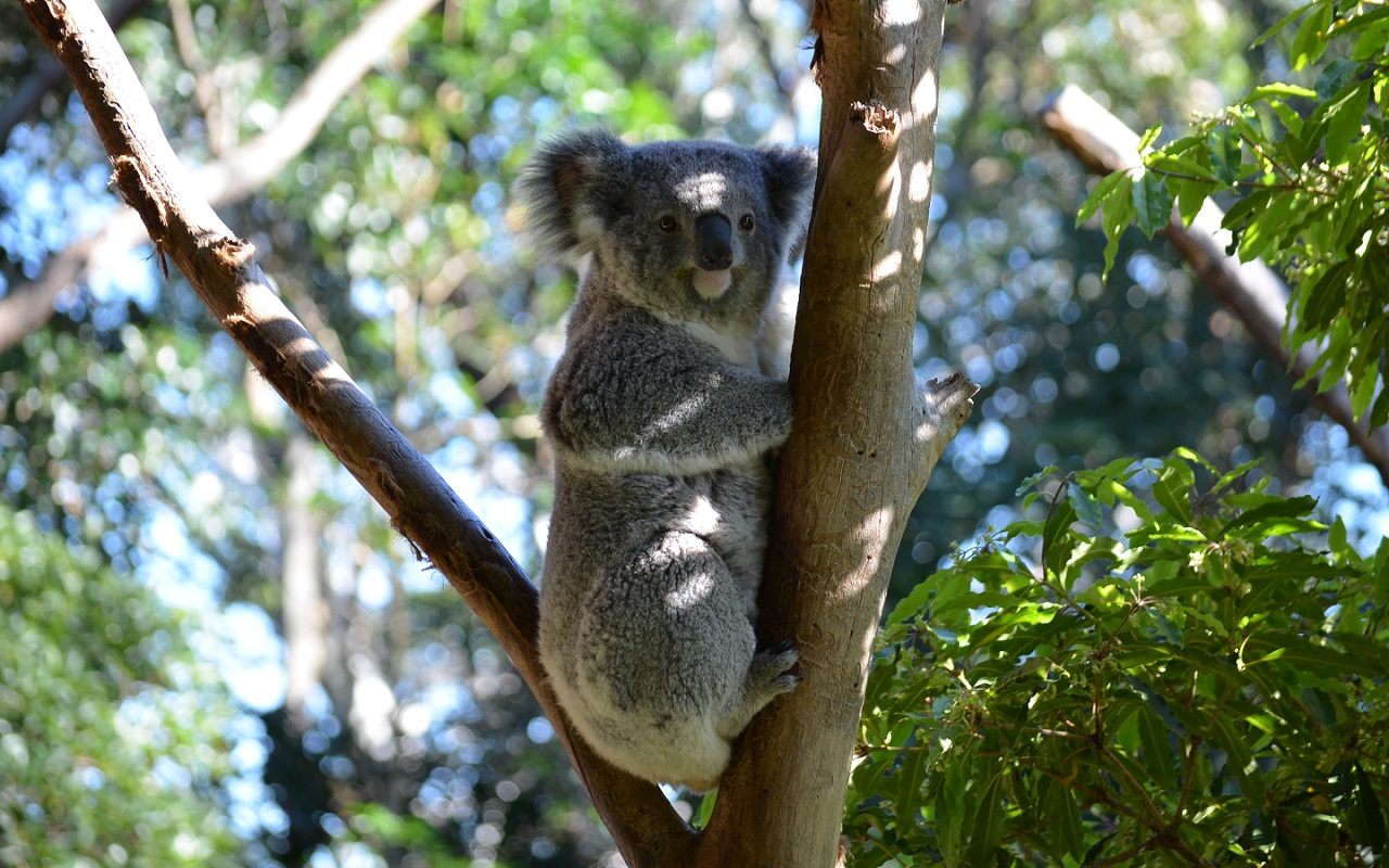 Name Wallpaper Of The Day Koala Image