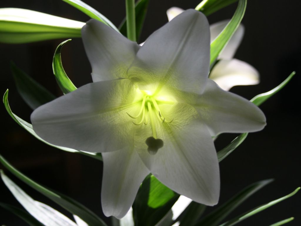 Easter Lily Wallpaper Group Picture Image By Tag Keywordpictures