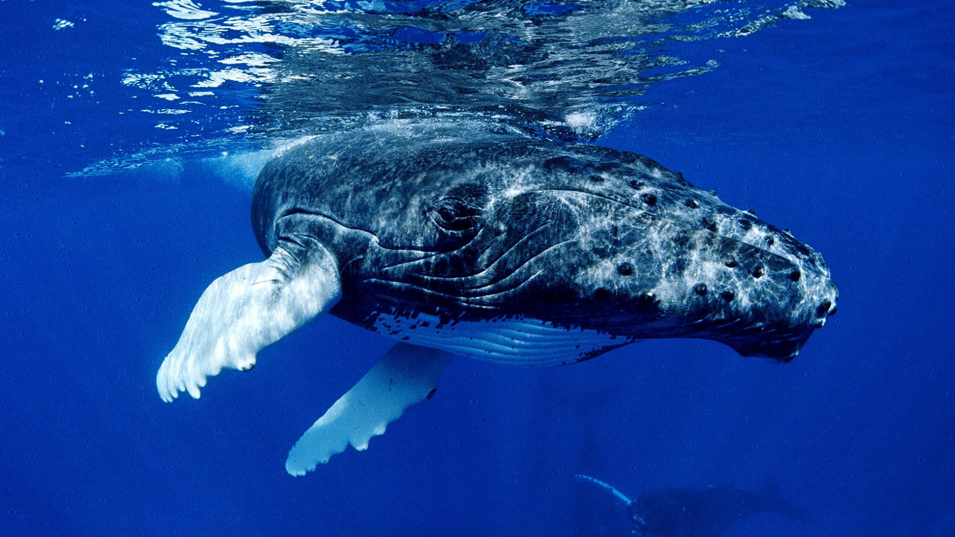 Animal Whale Wallpaper