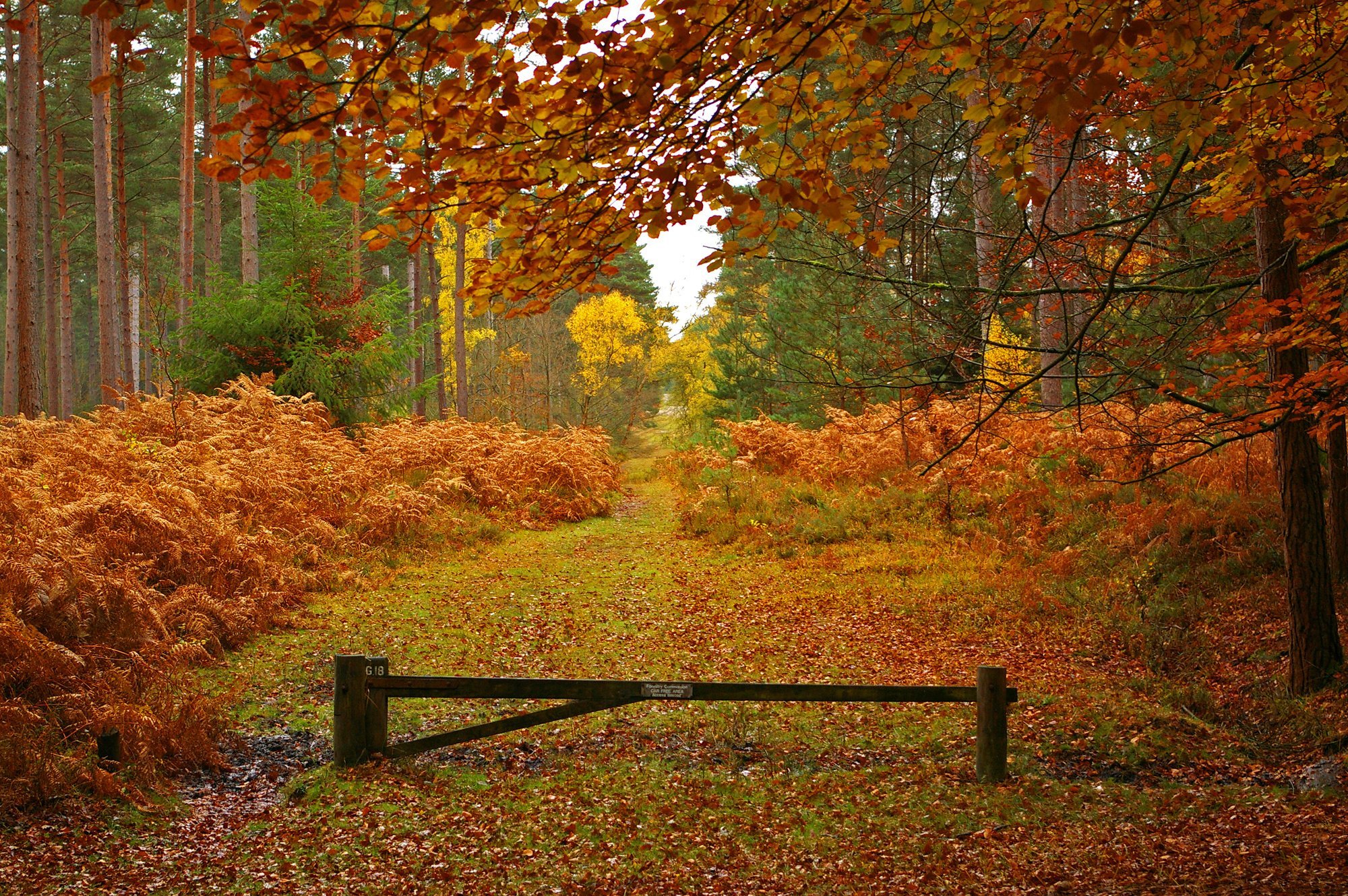 New Forest in Hampshire England autumn landscape h wallpaper