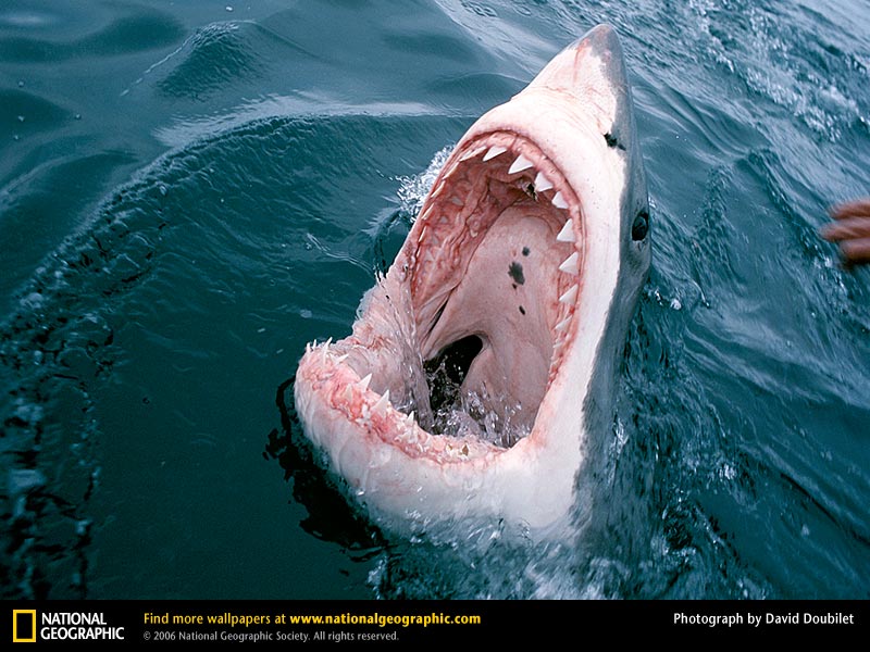 Great White Shark Picture Desktop Wallpaper