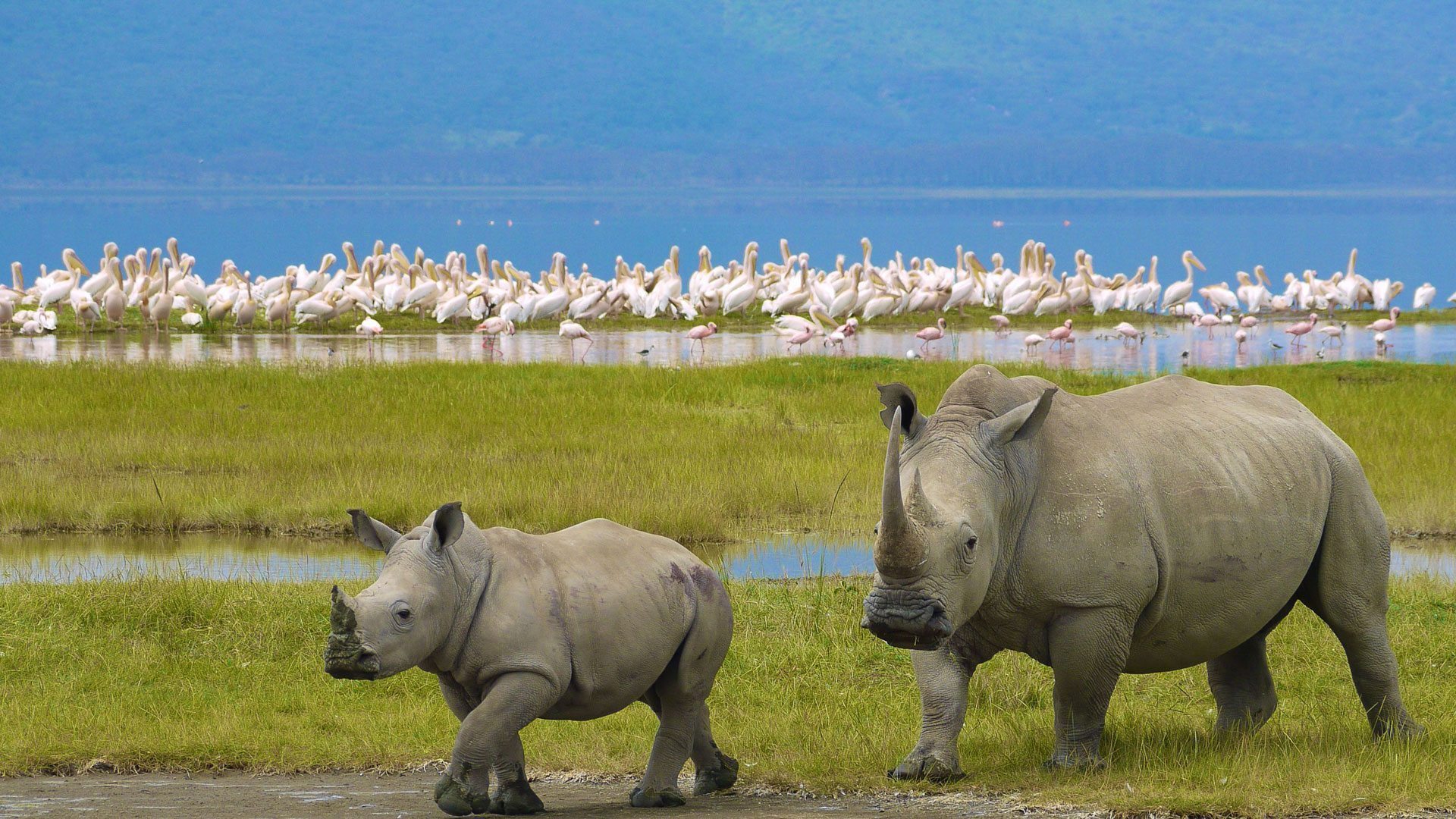 Nairobi To Lake Nakuru National Park Excursion Andbeyond