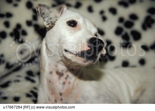 Dalmatian Posing Against Spotted Background Stock Photos Royalty