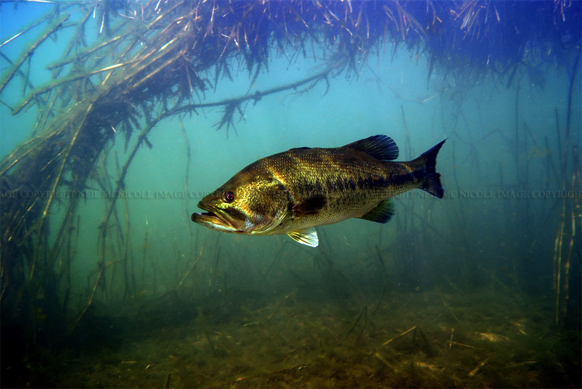 Largemouth Bass Framed By