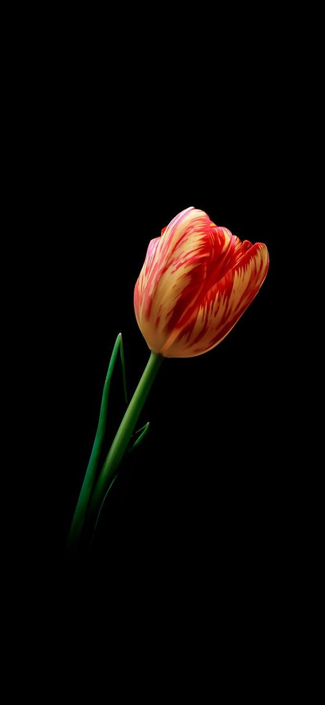Beautiful Tulip Flower 4k Wallpaper And
