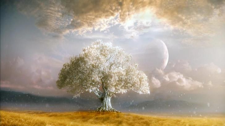 Tree Of Life HD Wallpaper From Eternity To