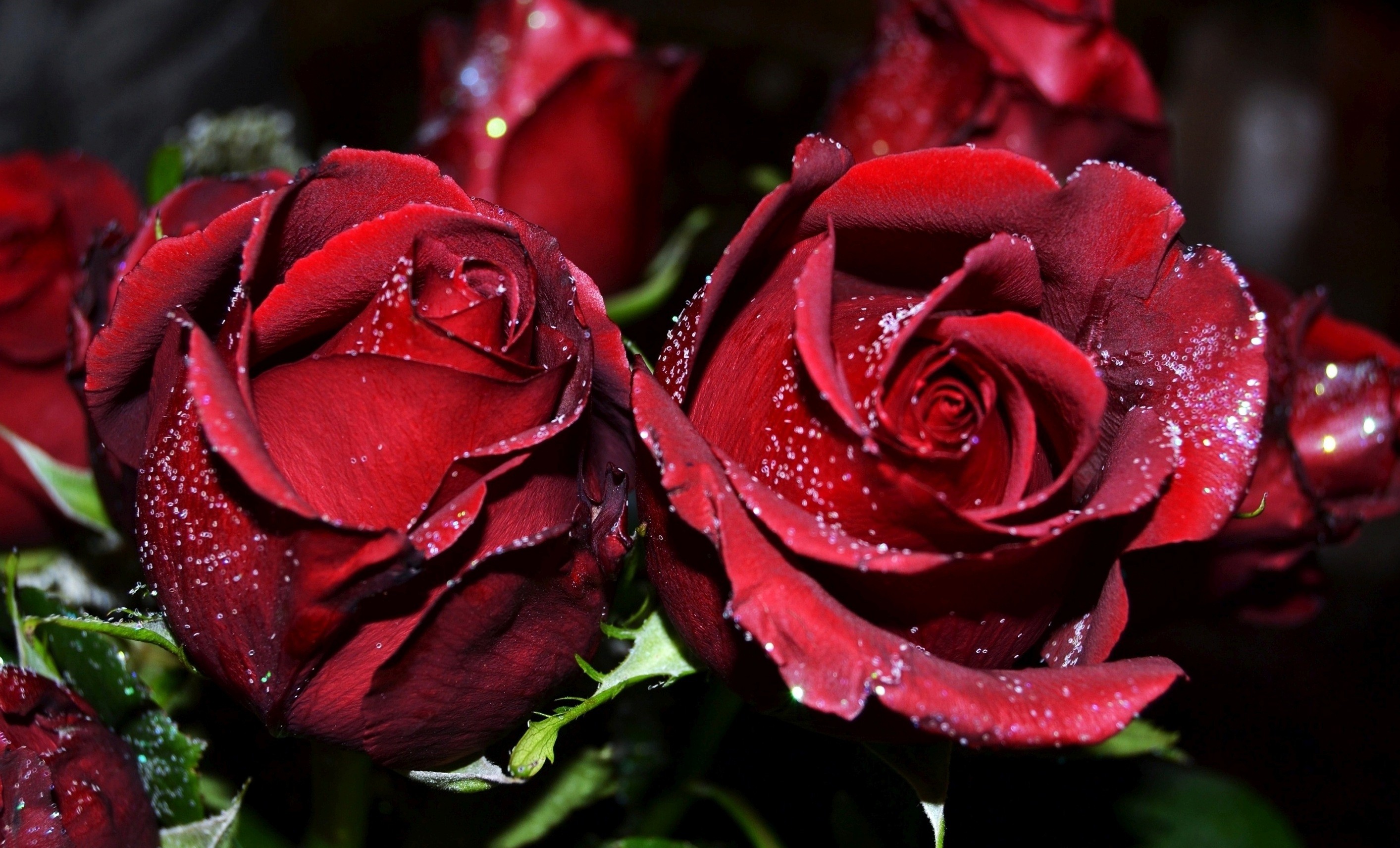 Rose Flowers Images Hd Wallpapers 