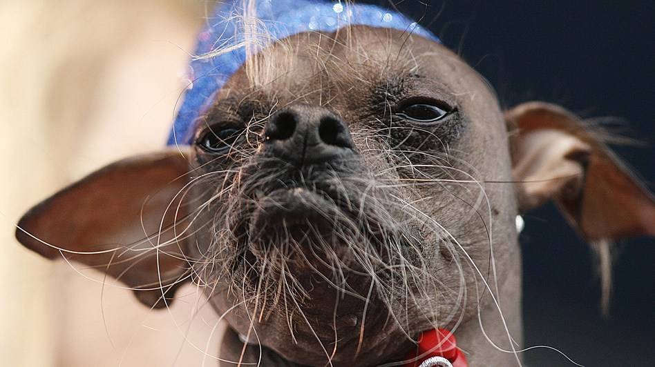 Ugliest Dog Dogs Picture