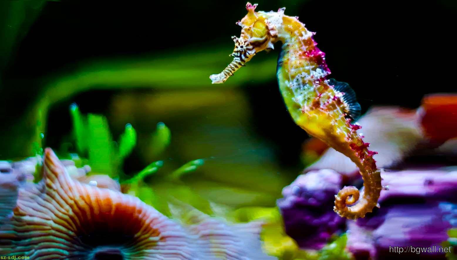 Colorful Seahorse Wallpaper Full HD Background