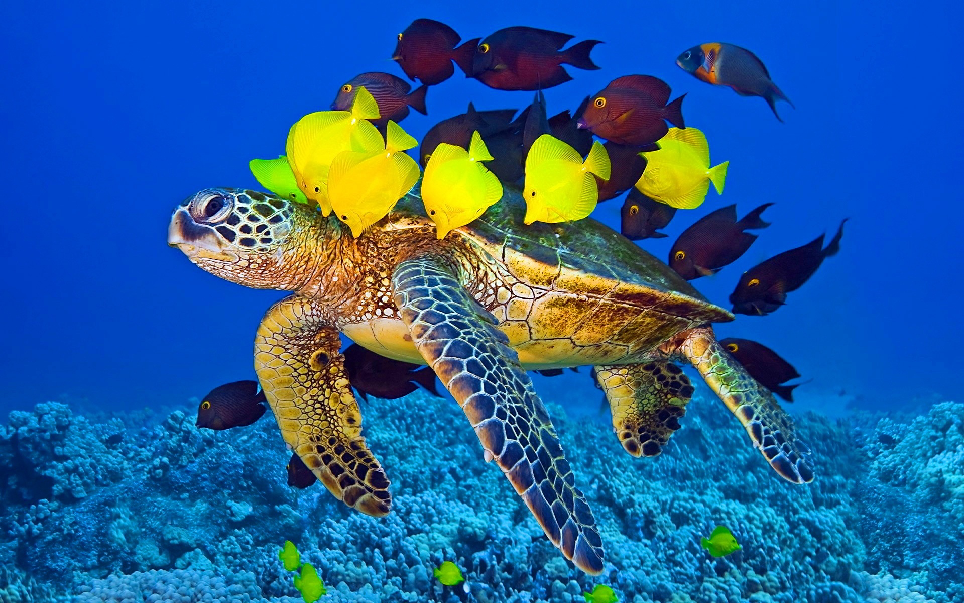 Sea Turtle Desktop Pictures Chillcover