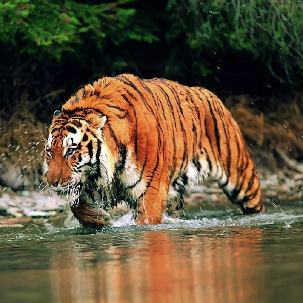 iPad Wallpaper Tiger Crossing A River