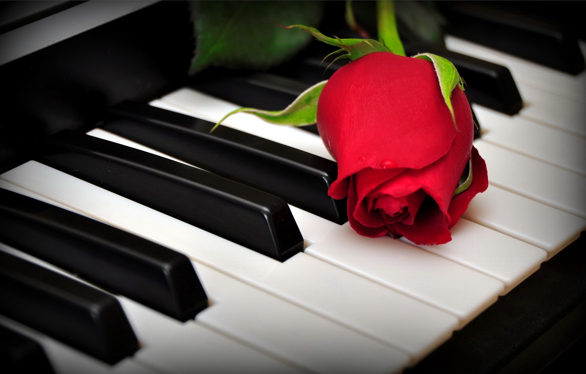 rose on the piano keys wallpaper   ForWallpapercom