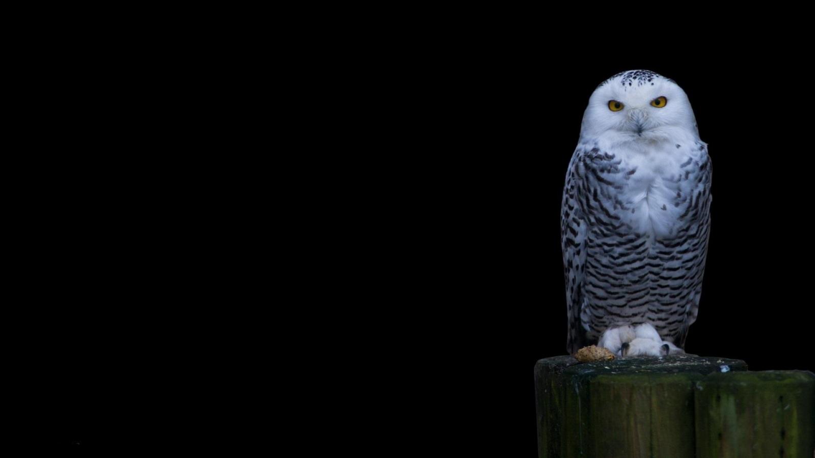 Snowy Owl Wallpaper Hq Desktop HD4desktop