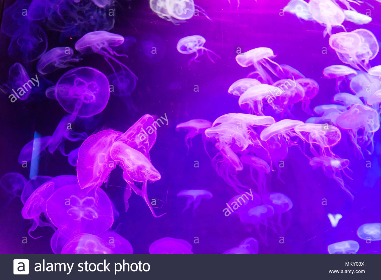 Moon Jellyfish Aurelia Aurita Purple Translucent Color And