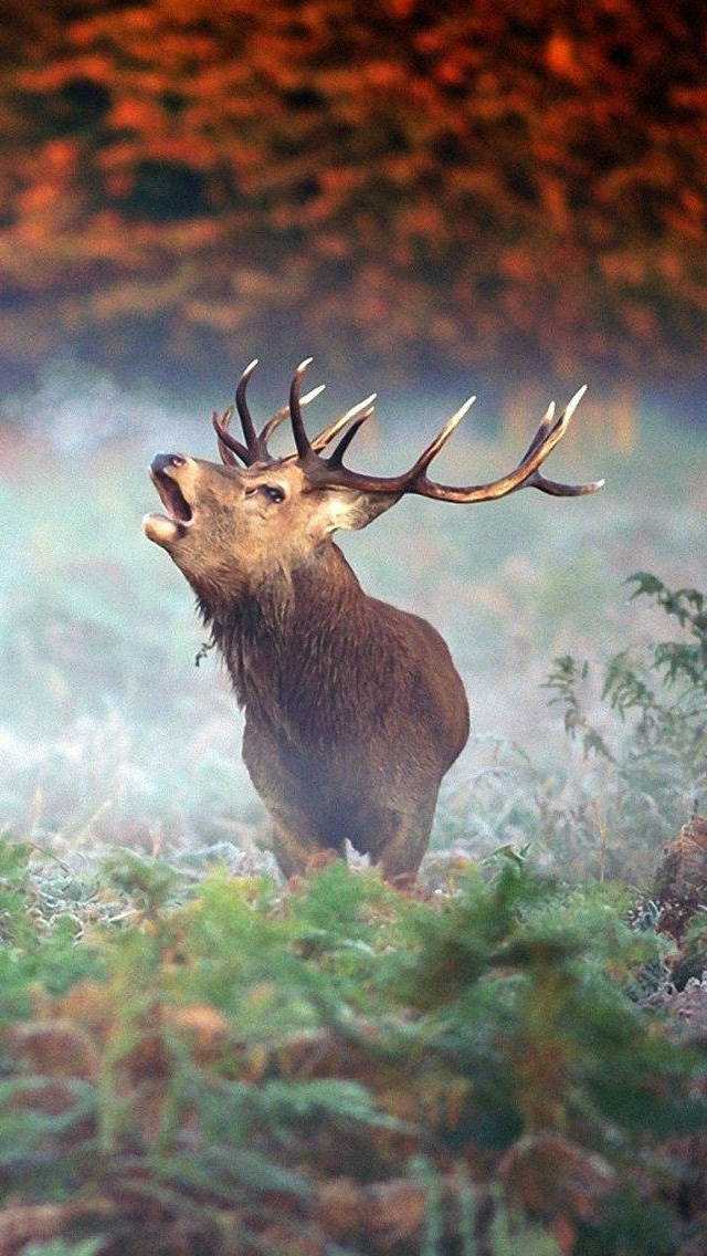 Free download iPhone 5 wallpapers HD Elk Backgrounds [640x1136] for your  Desktop, Mobile & Tablet | Explore 75+ Elk Wallpaper | Elk Hunting Wallpaper,  Free Elk Wallpaper and Screensavers, Elk Wallpaper for Computer