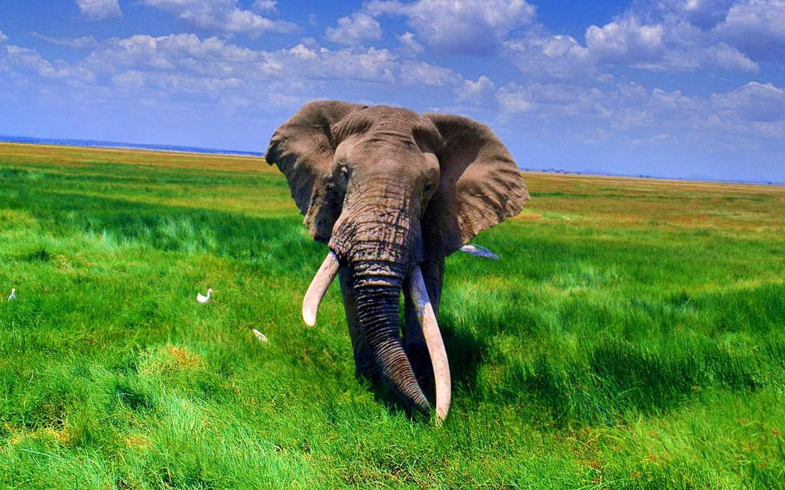 wallpapers African Elephant Wallpapers