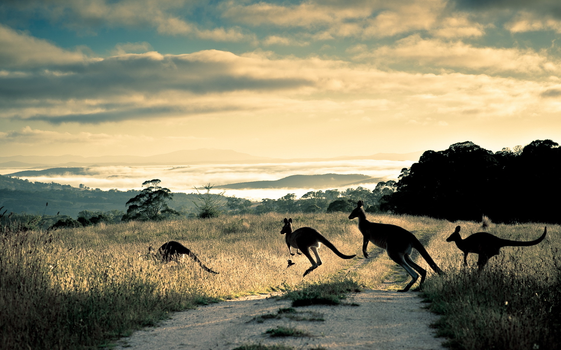 Animals Background In High Quality Kangaroo By Becky