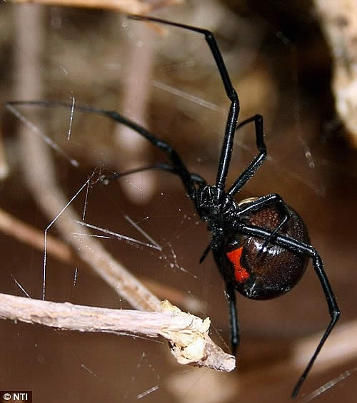 black widow spiders deadly arachnida fatal images pictures wallpapers
