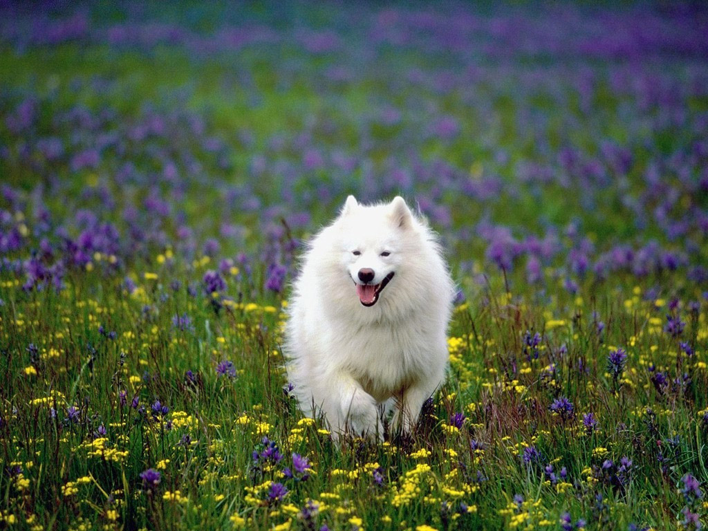 Add Photos American Eskimo Dog In The Field Of Flowers Your