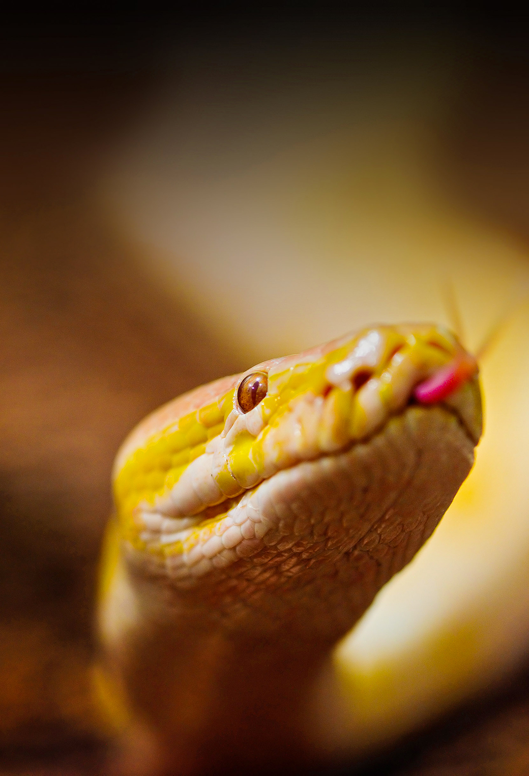  Best Wallpapers for all iPhone Retina Albino Burmese Python