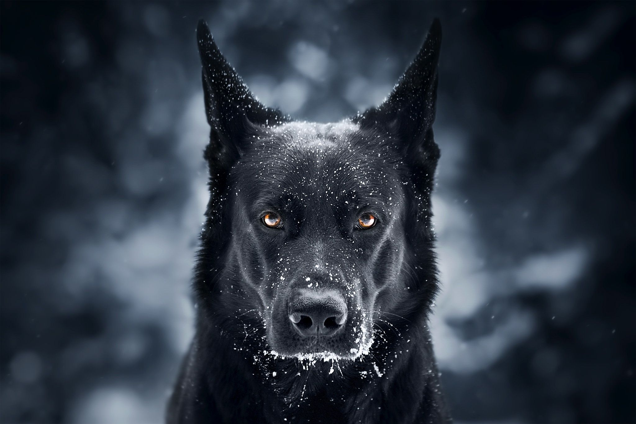 A majestic black German Shepherd dog with intense orange eyes, dusted with snowflakes, stares directly at the viewer against a blurred dark background
