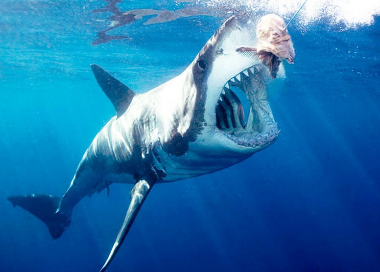 Cool Animal Pix Great White Sharks
