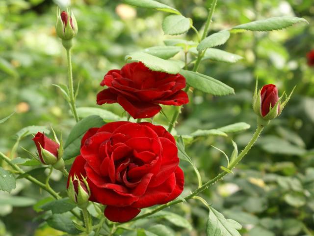 Cool Wallpaper Red Rose Love