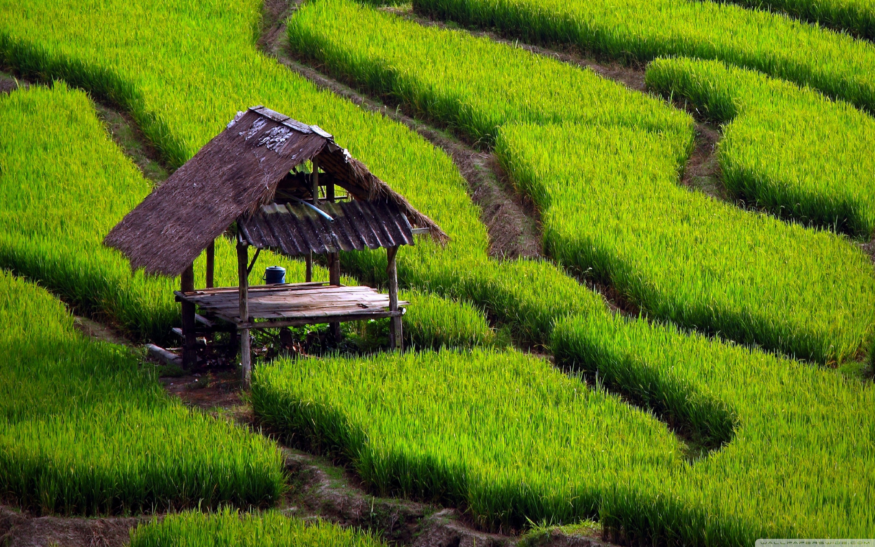 Rice Field Landscape 4k HD Desktop Wallpaper For Ultra Tv