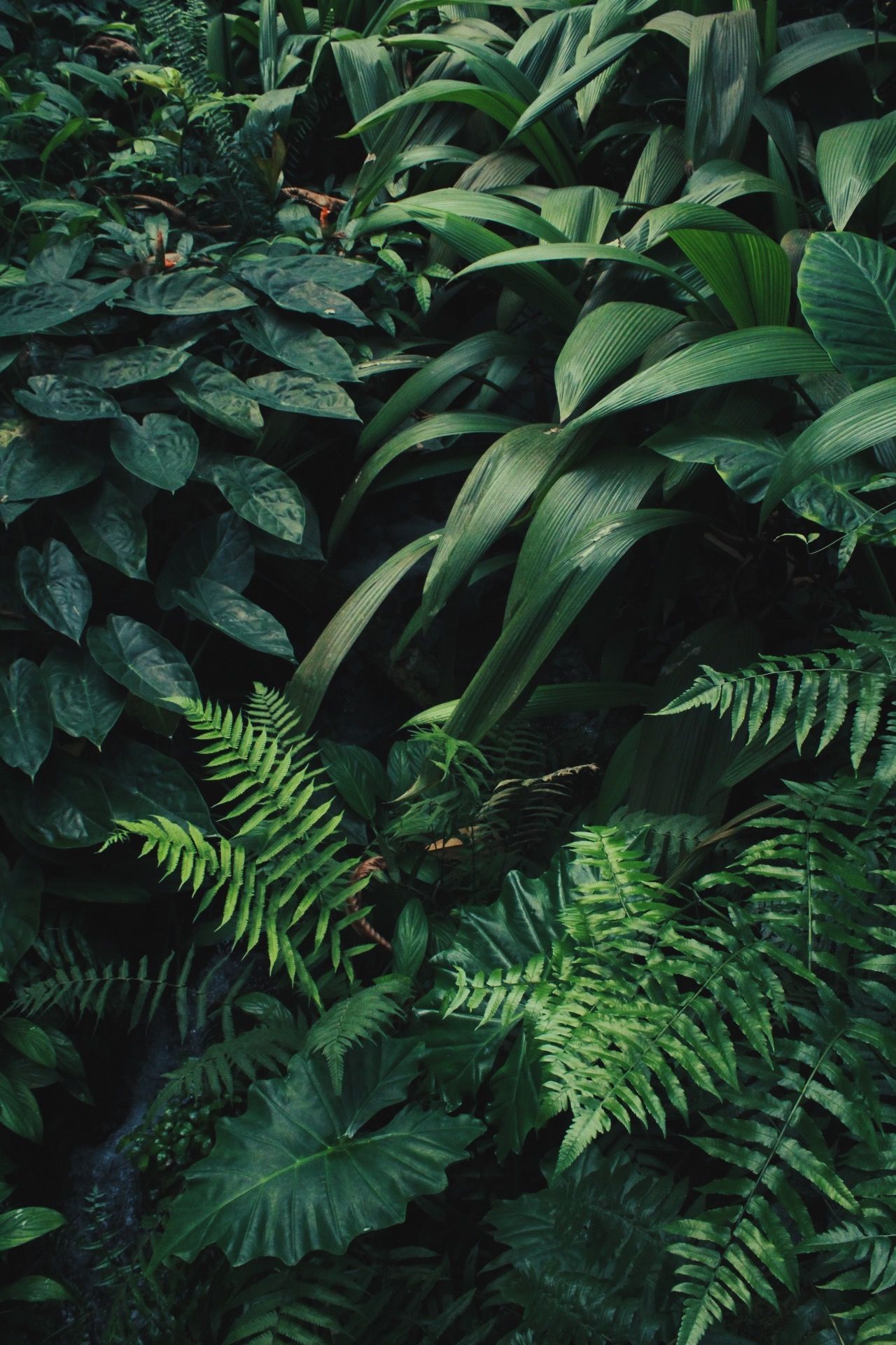 Green Plant Aesthetic Wallpaper On