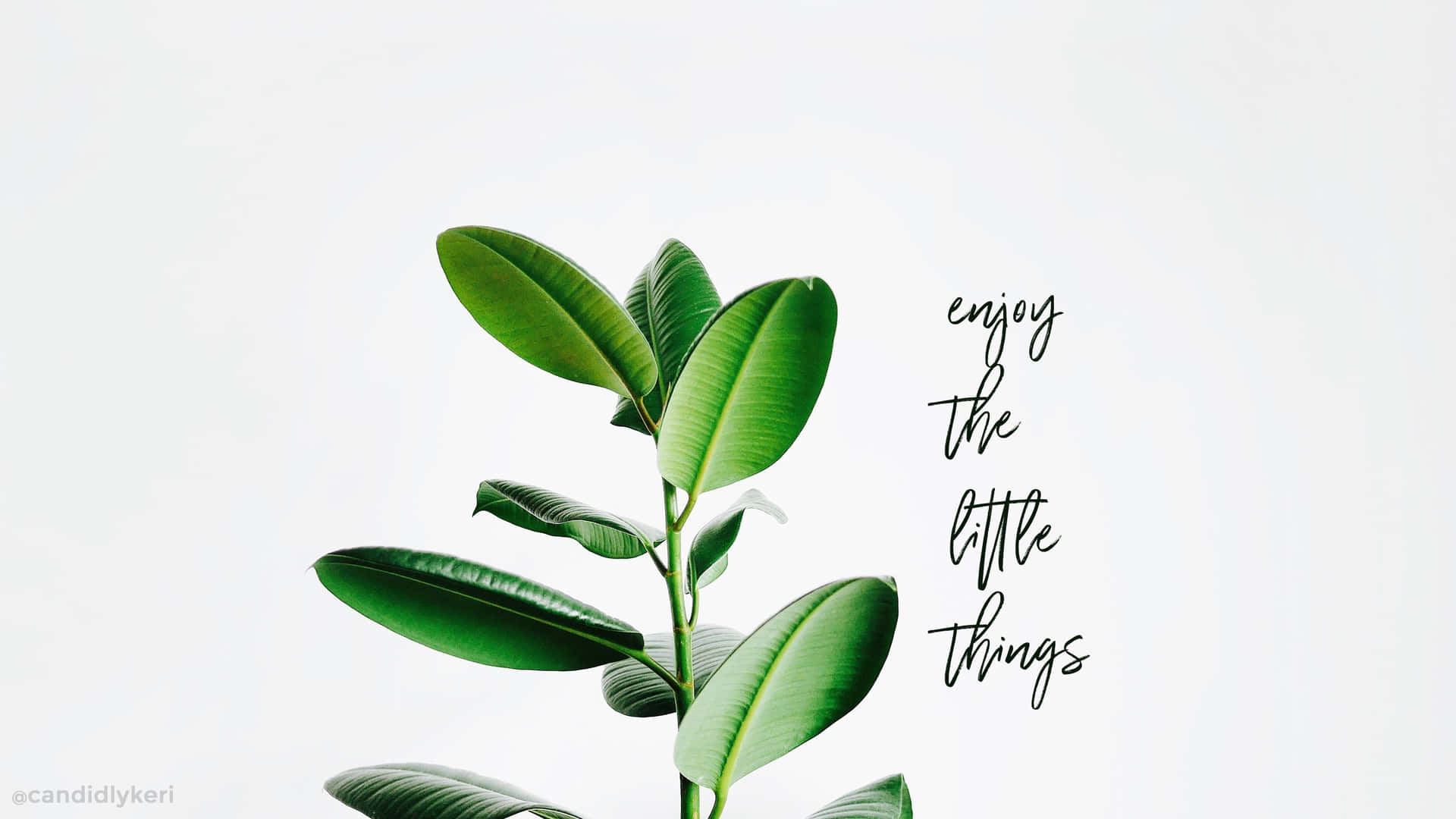 Plant Aesthetic Desktop Wallpaper