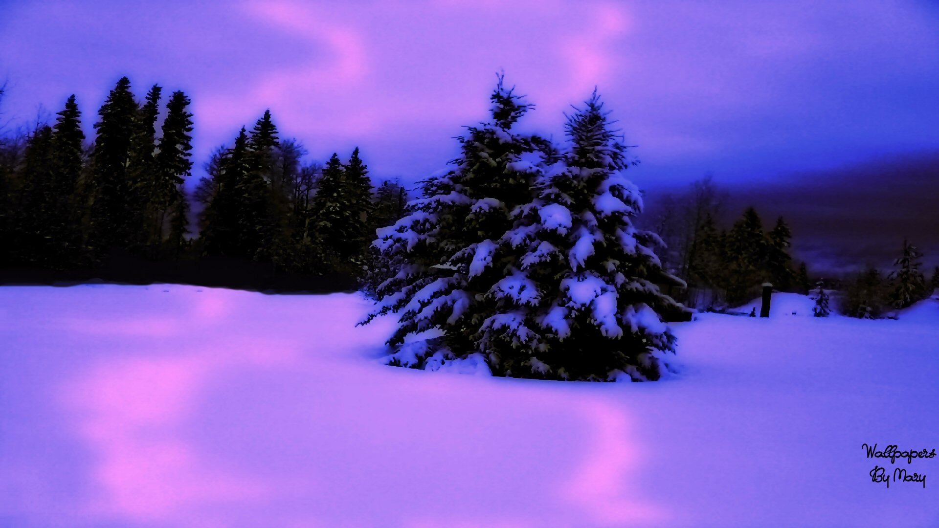 Pink And Purple Winter Wallpaper