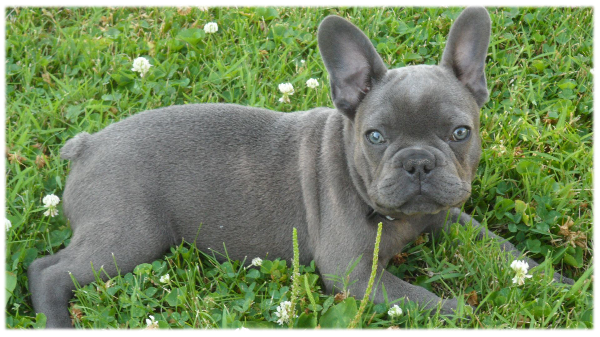 Artikel Terkait French Bulldog Puppies
