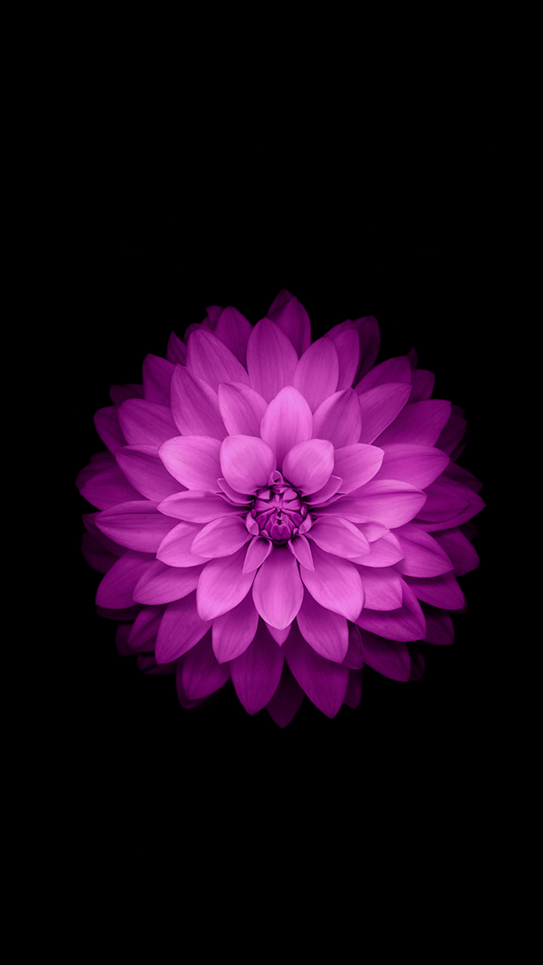 iPhone Plus Wallpaper Official Purple Lotus Flower