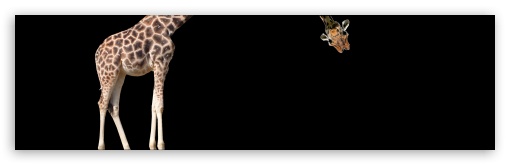 Giraffe HD Wallpaper For Dual WqHD Qwxga 1080p 900p 720p QHD NHD