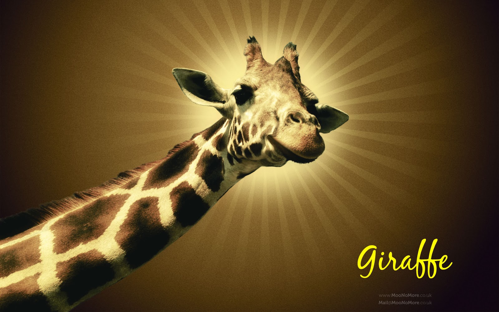HD Wallpaper Giraffe