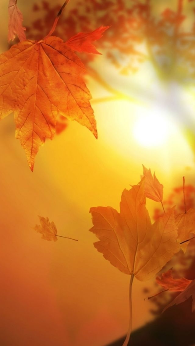 Beautiful Autumn Falling Yellow Leaves Sunshine iPhone 5s
