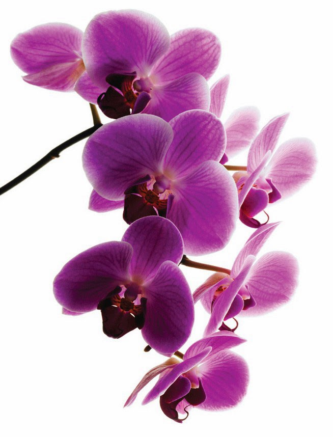 Purple Orchid Flower Wallpaper Beautiful Desktop